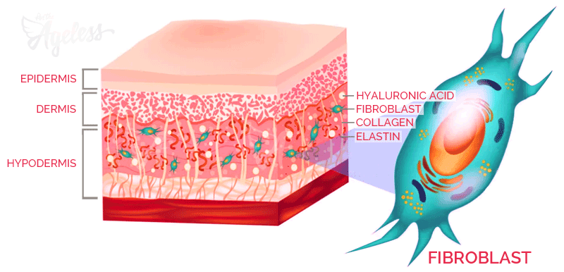 Skin Fibroblasts detail