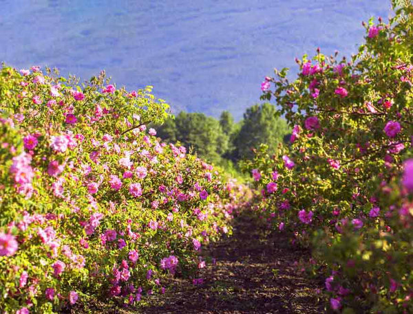 The Valley of Roses