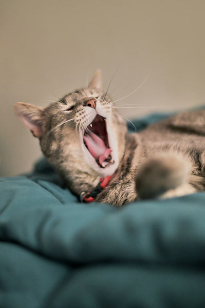 Tired yawning cat