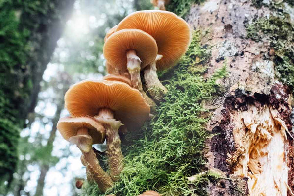 Tree mushrooms in nature