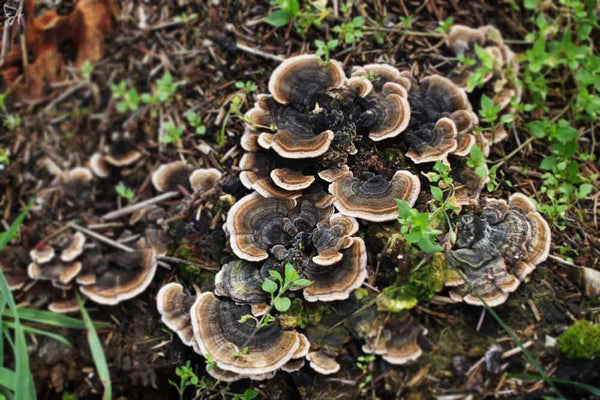 Turkey Tail Mushroom