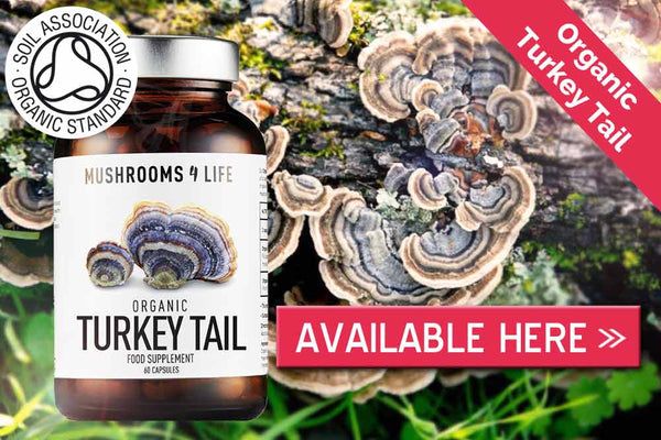 Turkey Tail mushroom capsules