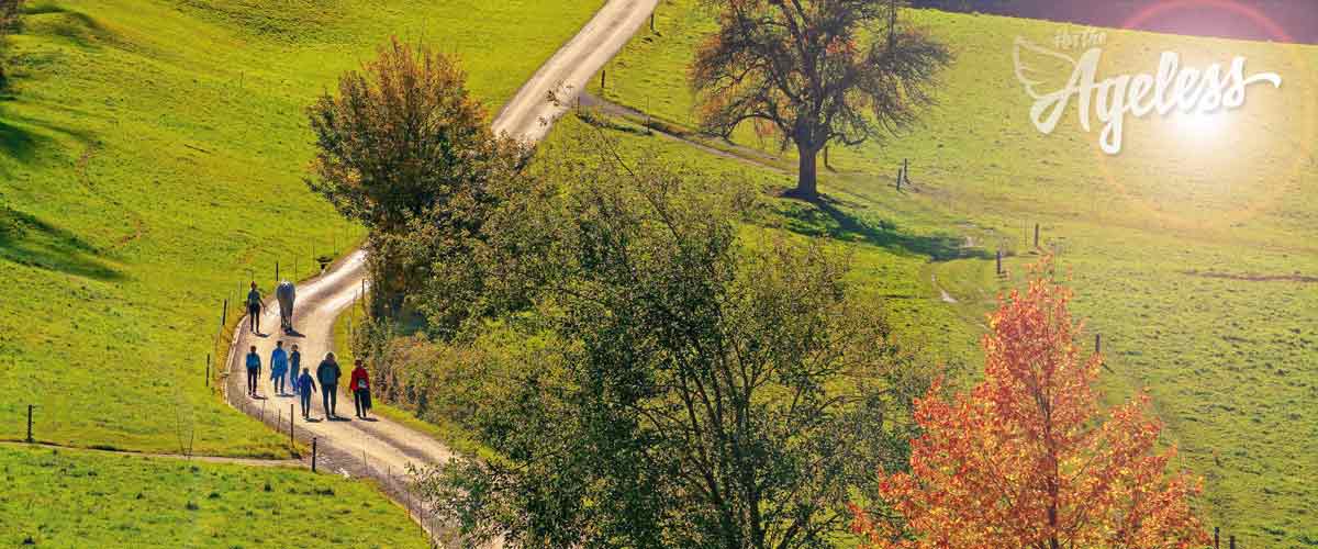 Walking through nature - banner