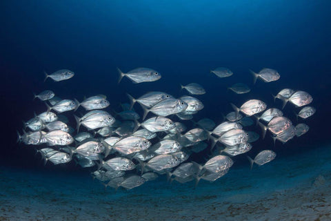 Wild fish to produce marine collagen