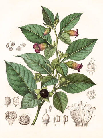 belladonna plant botanical