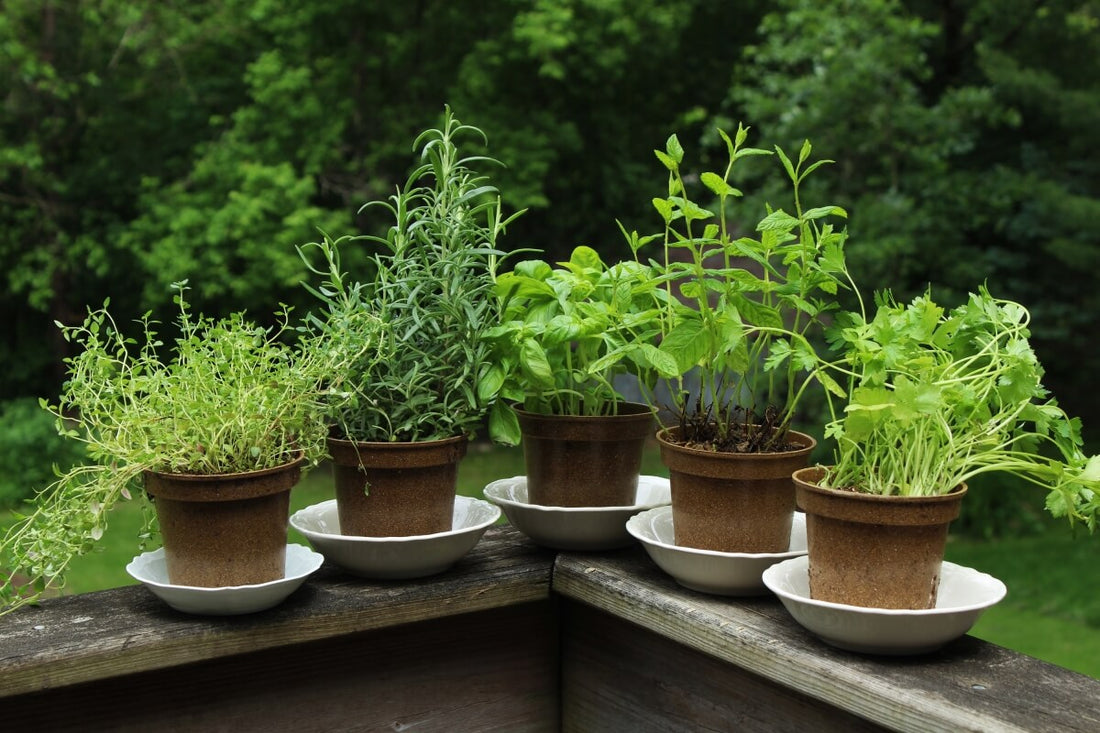 Best Herbs To Grow In Summer Season Allthatgrows