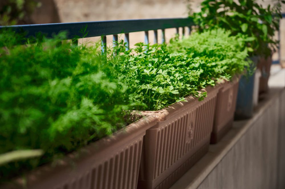 kitchen garden in balcony        <h3 class=