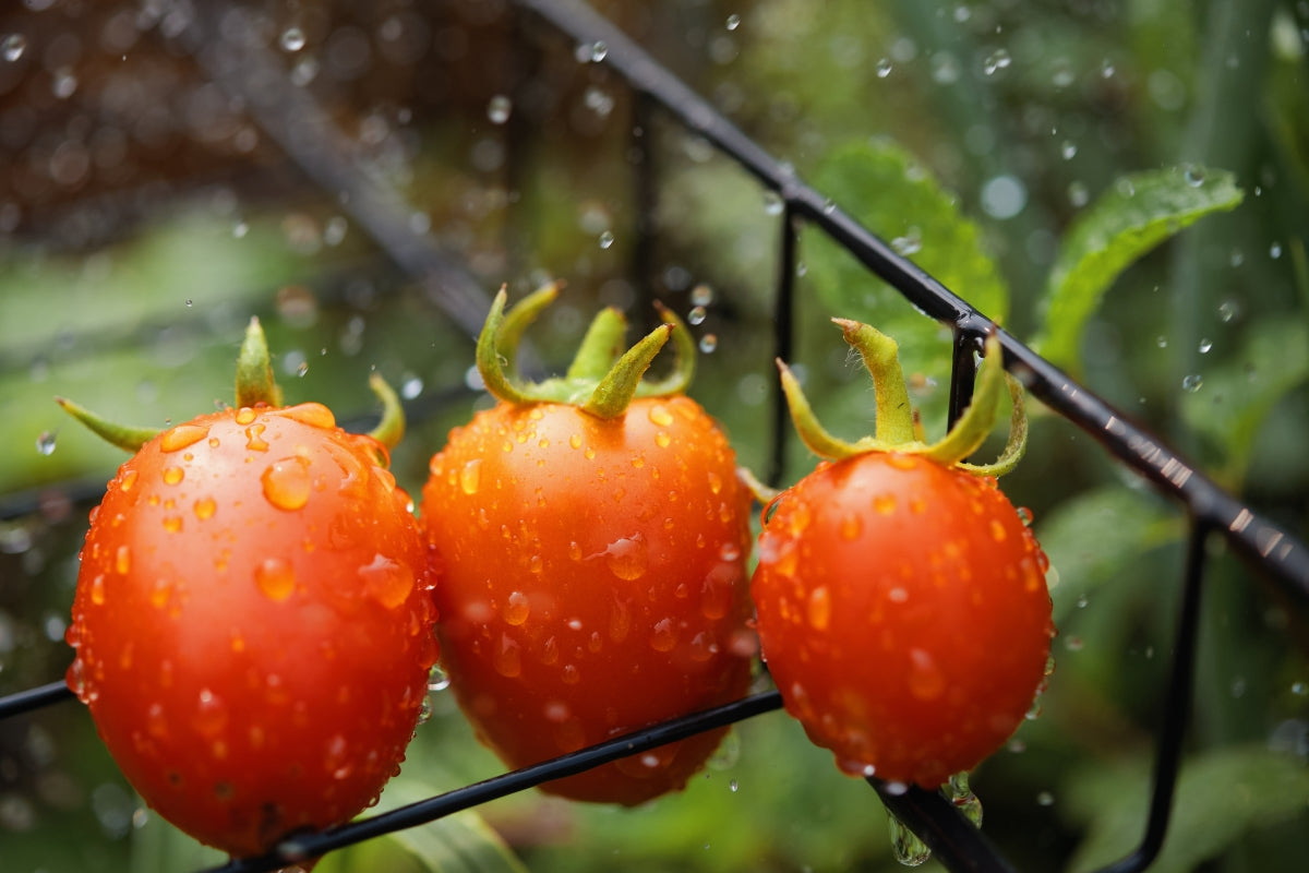 Easy Growing Flowers in Winter