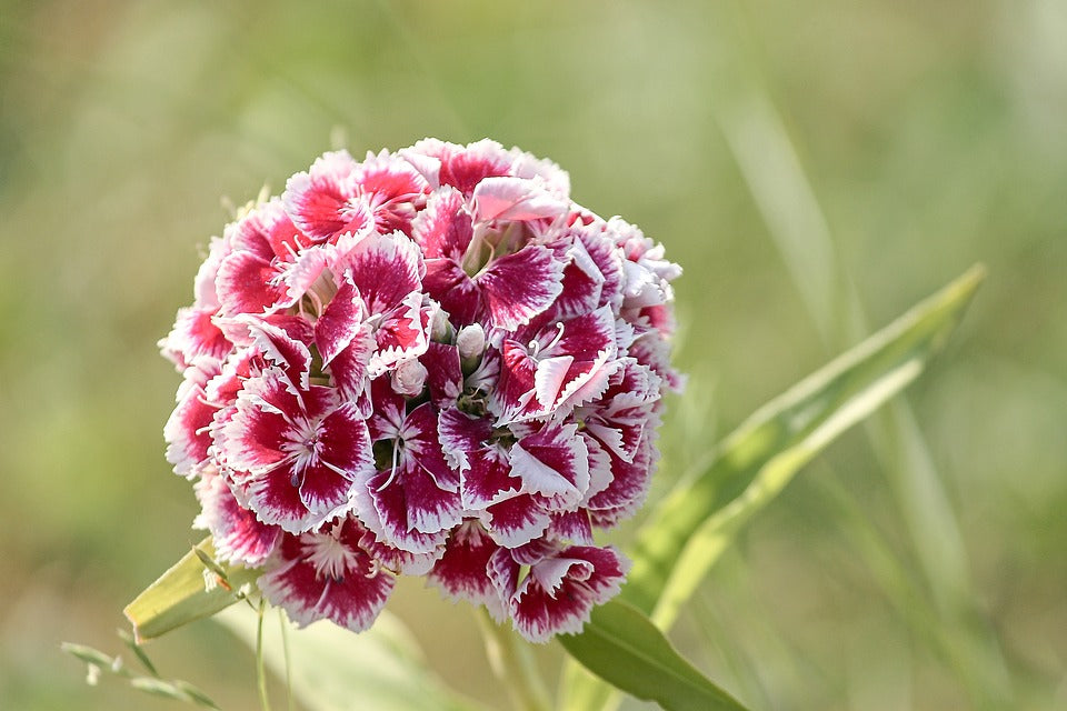 Growing Sweet William Blossoms: An Edible and Ornamental ...