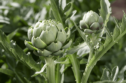 Artichoke