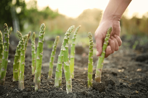 Asparagus