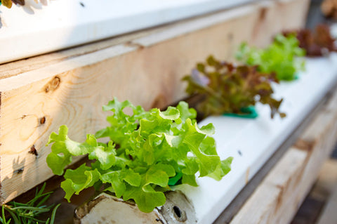 Background Of Hydroponics & Its Trend