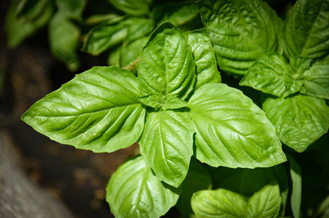 Basil 