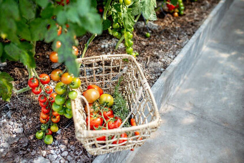 Harvest basket