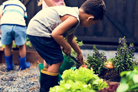 Benefits of a school kitchen garden