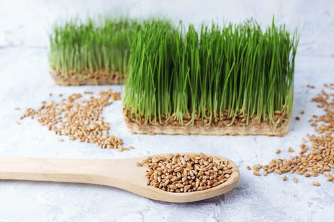 Benefits of including wheatgrass in your diet