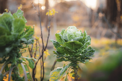 Brussels Sprouts