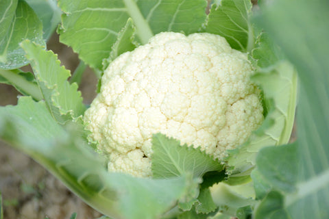 Cauliflowers