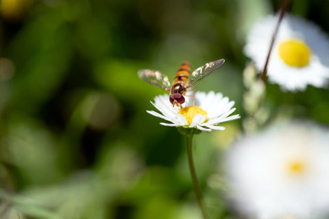 Chamomile