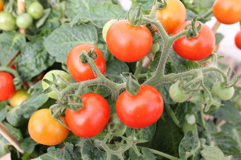 23 Common Tomato Plant Problems and How to Fix Them