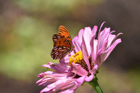 Dahlia