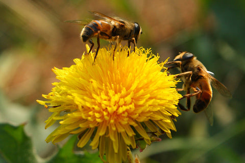 Dandelions