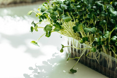 Growing Microgreens Indoors vs Outdoors: Factors to Consider