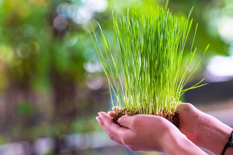 Growing instructions for wheatgrass
