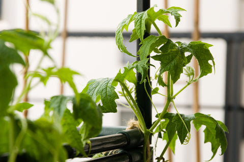 How To Grow Bitter Gourd From Seeds At Home