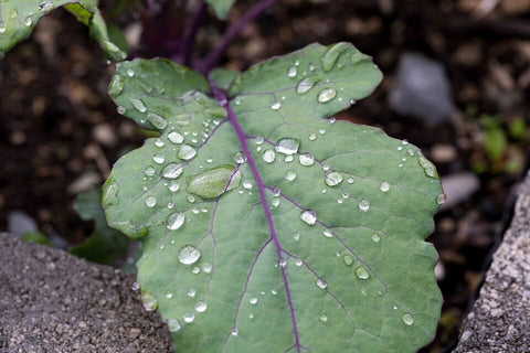 Most effective way of watering a terrace garden