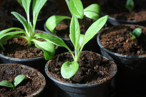 Growing Artichokes In Containers