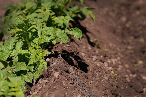 In-Ground Gardening