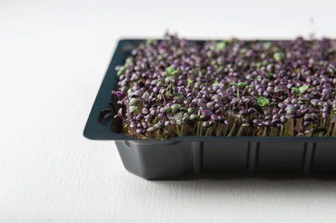 Microgreens