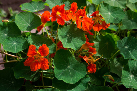 Nasturtium