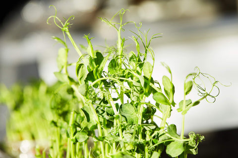 Nutritional Value of Common Microgreens