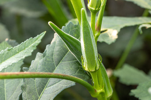 Okra