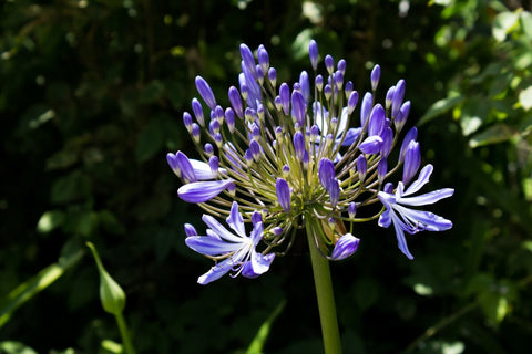 Agapanthus Blue Bulbs