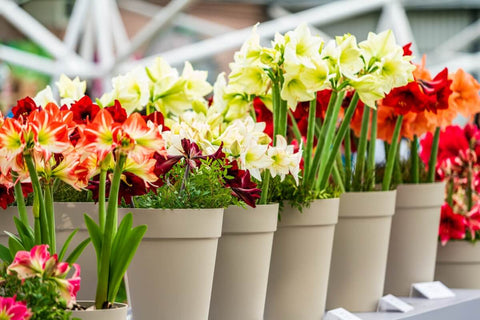 Amaryllis Lily Mixed Bulbs