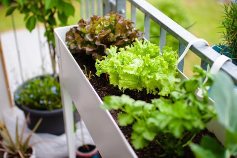 Benefits of Growing Your Own Vegetables and Herbs