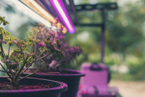 How Grow Lights Benefit Your Plants During Winter