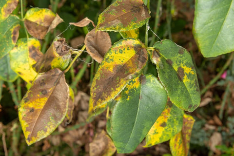 Brown and Yellow Leaf Edges