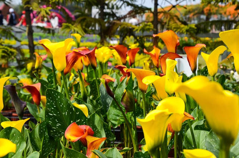 Calla Lily Bulbs