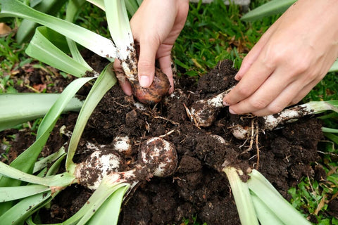 Care Tips for Planted Bulbs