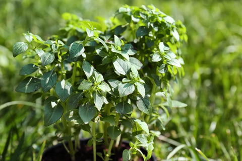 How to Care for Oregano Plants