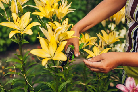 Caring for Asiatic Lily Plants