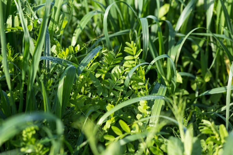 Growing Cover Crops