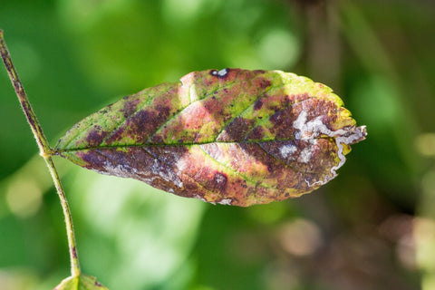 Downy Mildew