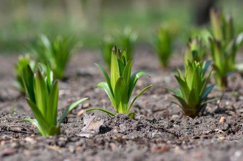 Factors that affect the growth of Asiatic Lilies