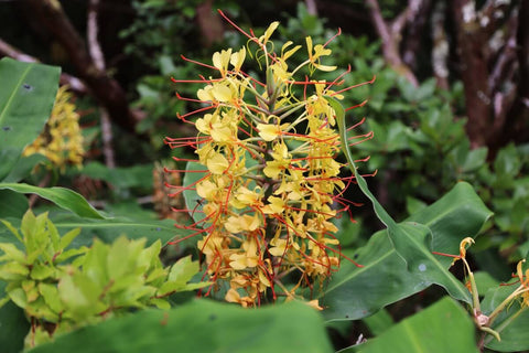 Ginger Lily Bulbs