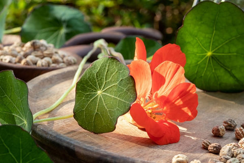 Harvesting Nasturtium Flowers & Leaves